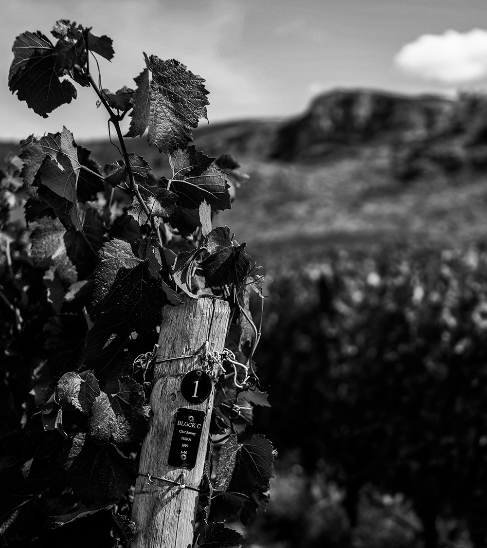 Oliver Vineyard Chardonnay Row, with mountain in the background.